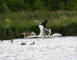 HoriconMarsh/654.JPG