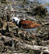 HoriconMarsh/737.JPG