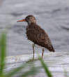 HoriconMarsh/750.jpg