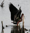 HoriconMarsh/960.JPG