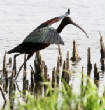 HoriconMarsh/980.JPG
