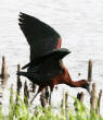 HoriconMarsh/981.JPG