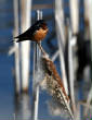 HoriconMarsh/B036X450.jpg