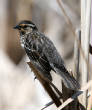 HoriconMarsh/B253X450.jpg