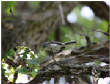 HoriconMarsh/BIRD1X800.jpg