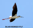 HoriconMarsh/BLACK_NECKED_STILTX650.jpg