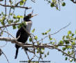 HoriconMarsh/CORMORANTX650.jpg