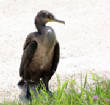 HoriconMarsh/Cormoant6.JPG
