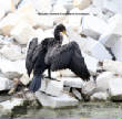 HoriconMarsh/Cormorantx2700.jpg