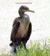 HoriconMarsh/Cormorantx700.jpg