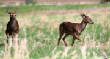 HoriconMarsh/DEERS148X450.jpg