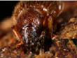 HoriconMarsh/INSECT11sig.jpg
