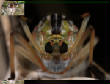 HoriconMarsh/INSECT12.jpg