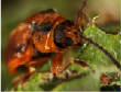 HoriconMarsh/INSECT5.jpg