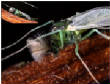 HoriconMarsh/INSECT6.jpg