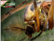 HoriconMarsh/INSECT7.jpg