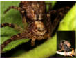 HoriconMarsh/INSECT8sig.jpg