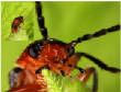 HoriconMarsh/INSECT9_sig.jpg