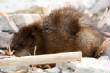 HoriconMarsh/MR076X500.jpg