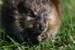 HoriconMarsh/MR300X450.jpg