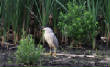 HoriconMarsh/Night_Heron1x650.jpg