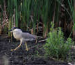 HoriconMarsh/Night_Heron2x650.jpg