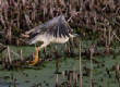 HoriconMarsh/Night_Heron3x650.jpg