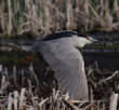 HoriconMarsh/Night_Heron4x650.jpg