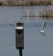 HoriconMarsh/S128X500.jpg