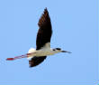 HoriconMarsh/STILT1.jpg
