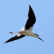 HoriconMarsh/STILT2X1000.jpg