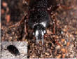 HoriconMarsh/VICTORMACROPoster3X800.jpg