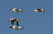 HoriconMarsh/WP014X450.jpg