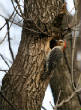 HoriconMarsh/WP074X500.jpg