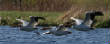 HoriconMarsh/WP192X450.jpg