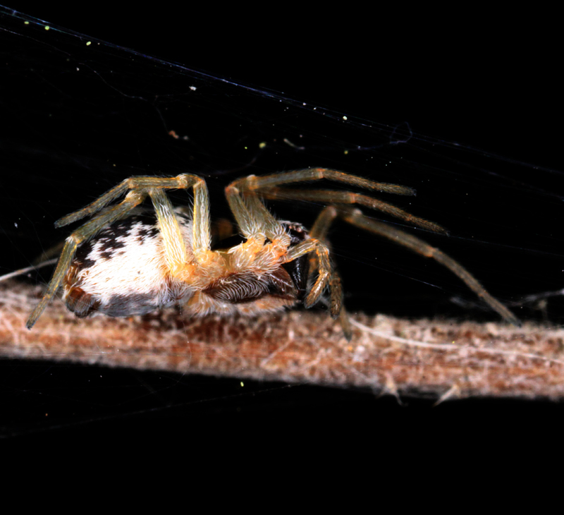 HoriconMarsh/042VICTOR_MACRO.jpg