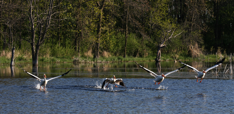 HoriconMarsh/105HMX800.jpg