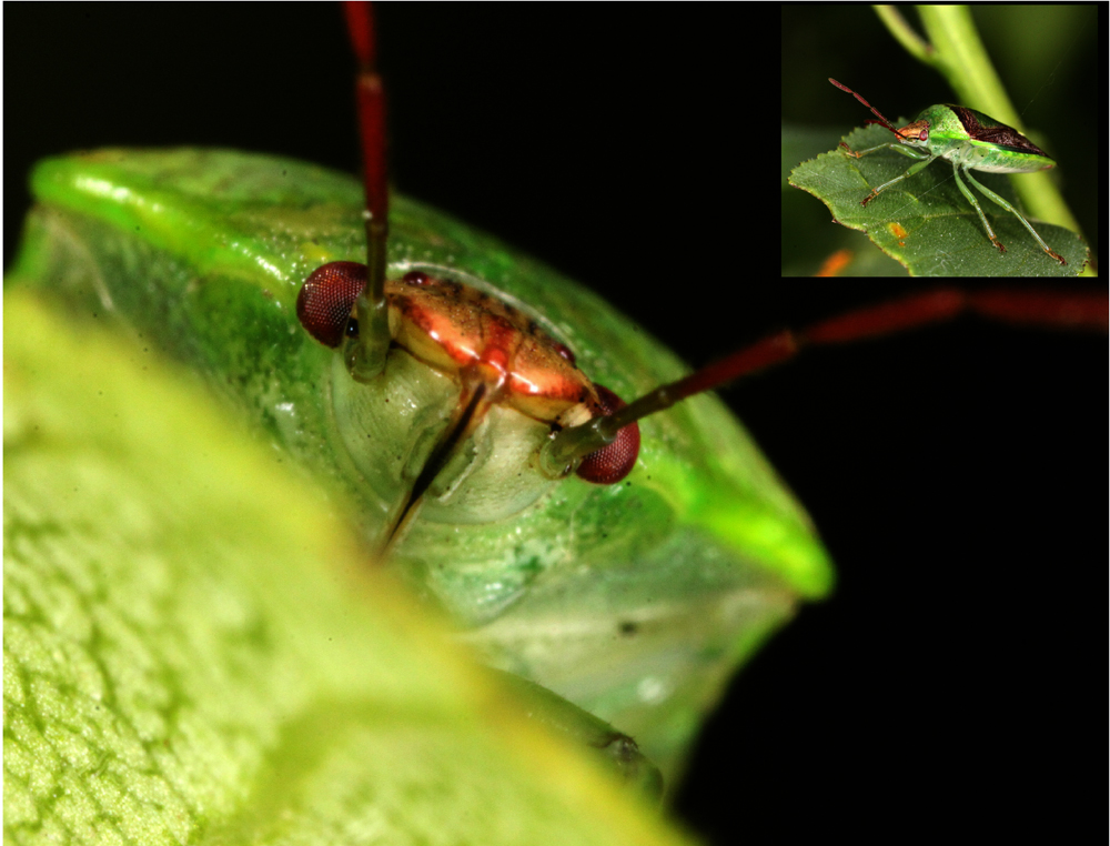HoriconMarsh/INSECT10_sig.jpg