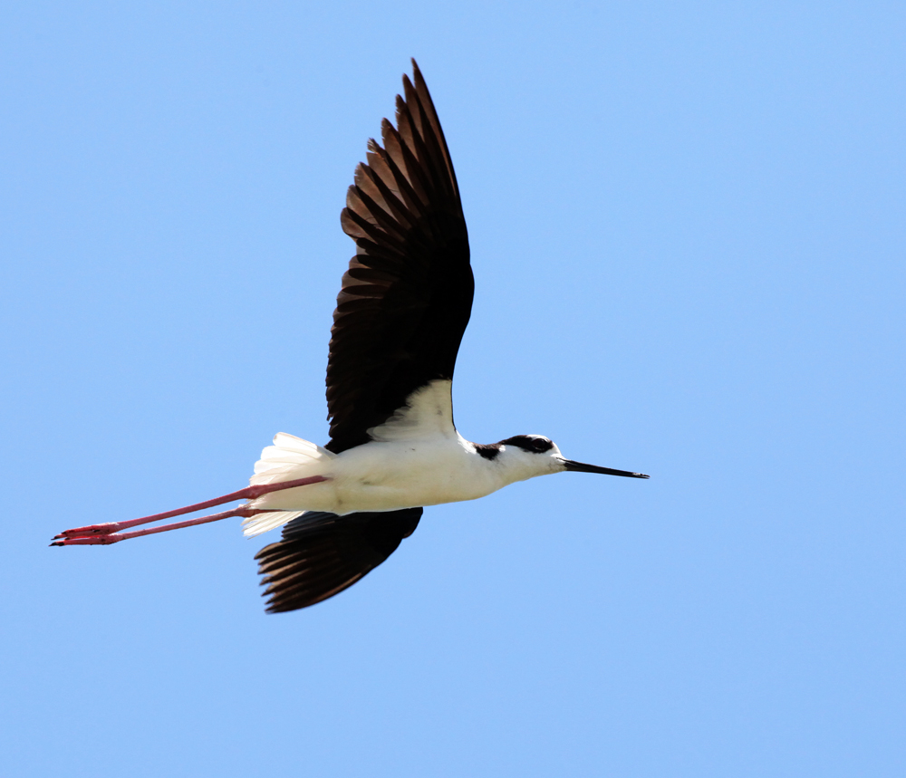 HoriconMarsh/STILT1.jpg
