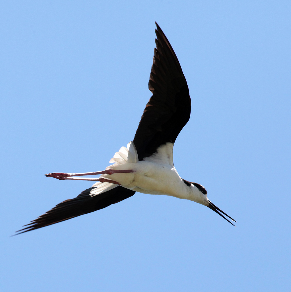 HoriconMarsh/STILT2X1000.jpg