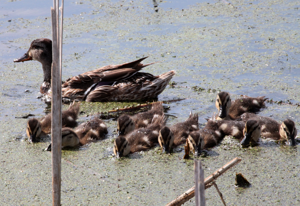 MALLARD.jpg