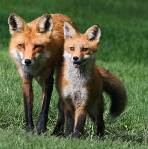 OWLET/1REDFOX6.jpg