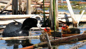 OWLET/COOTS22.jpg