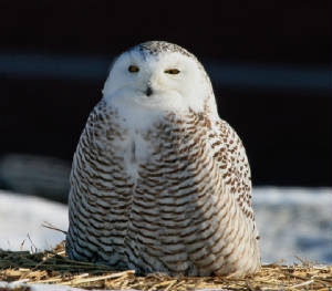 OWLET/Snowyow3.jpg