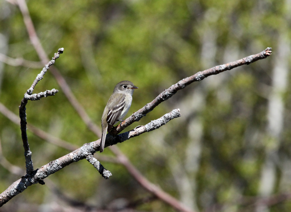 OWLET/BELGUMWI5202011MRT104X1000.jpg