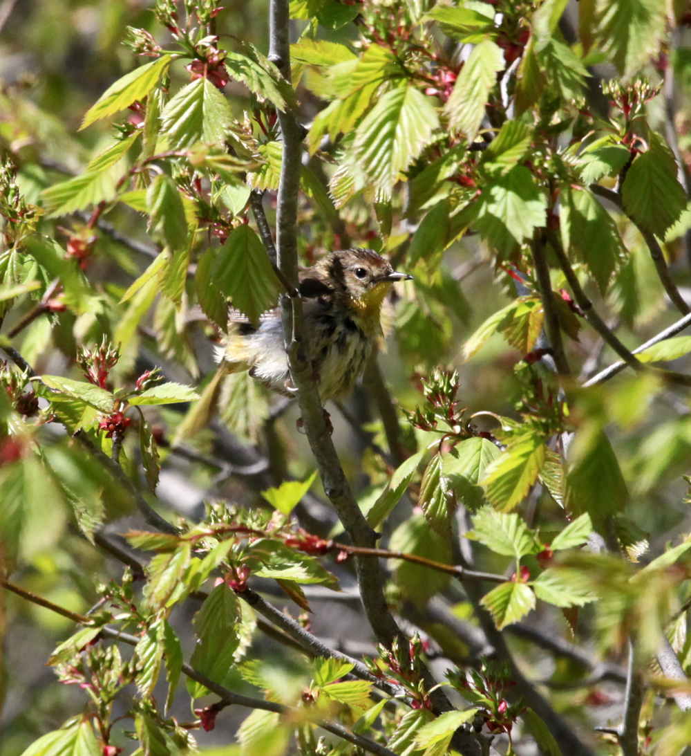 OWLET/BELGUMWI5202011MRT116x1000.jpg