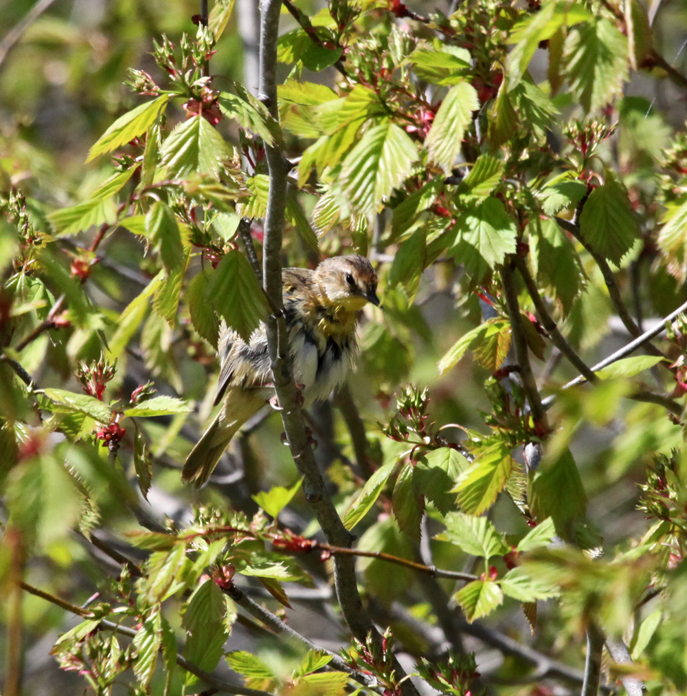 OWLET/BELGUMWI5202011MRT116x1000.jpg