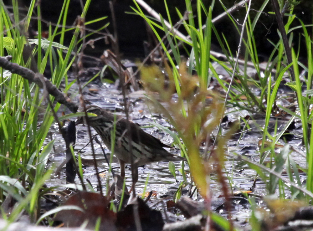 OWLET/BELGUMWI5202011MRT201X1000.jpg