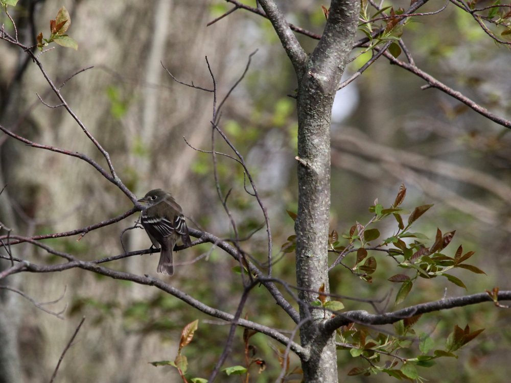 OWLET/BELGUMWI5202011MRT205.jpg