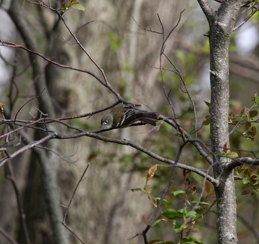 OWLET/BELGUMWI5202011MRT205.jpg